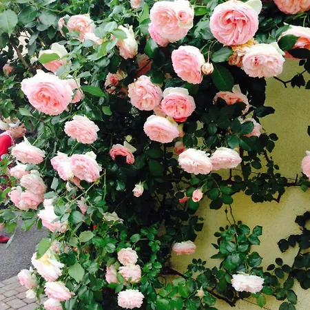 Apartment Tire Bouchon